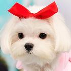Cute Little Puppies Wallpapers icône