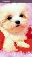 Cute Little Puppies Wallpapers poster