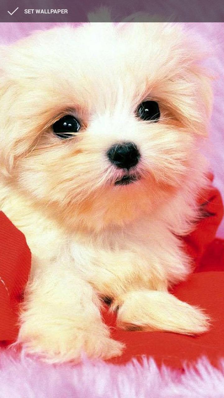 Cute Little Puppies Wallpapers for Android APK Download Cute Little Puppies Wallpapers for Android APK Download