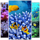 Coral Wallpaper ikon