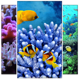 Coral Wallpaper icône