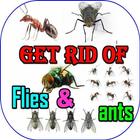 How To Get Rid Of Ants And Flies 图标