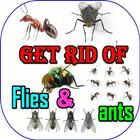 آیکون‌ How To Get Rid Of Ants And Flies