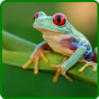 Frog Beauty Wallpapaer icône