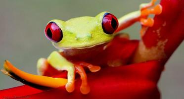 Frog Beauty Wallpapaer 스크린샷 3