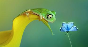 Frog Beauty Wallpapaer 스크린샷 2