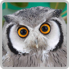 OWL Wallpaper icône