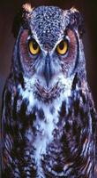 OWL Wallpaper постер
