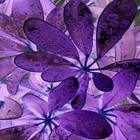 Purple Wallpapers 圖標
