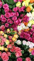 Flower Wallpapers 截图 3