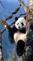 Cute Panda Wallpaper capture d'écran 3