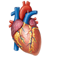 Cardiology Mnemonics, History Taking & Examination