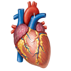 Cardiology Mnemonics, History Taking & Examination icône