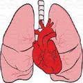 CardioPulmonary Sounds