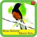 Kicau Burung Murai Batu simgesi