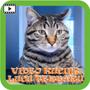 VIDEO KUCING LUCU TERBARU APK