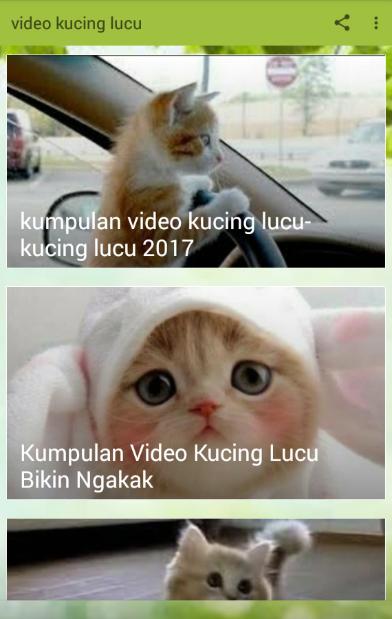 Anak Kucing Persia Yang Lucu Dan Menggemaskan