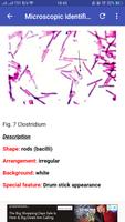 Micribiology Atlas Affiche