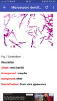 Micribiology Atlas Poster
