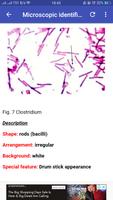 Micribiology Atlas पोस्टर