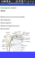 Obstetrics & Gynecology Mnemonics تصوير الشاشة 2