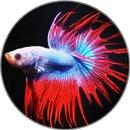 Beta Fish Wallpapers-APK