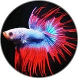 Beta Fish Wallpapers