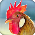 Rooster Sound