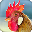 Rooster Sound-APK