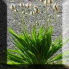 Plantas Medicinales ícone