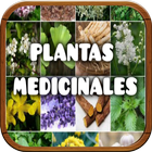 Plantas Medicinales icône