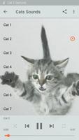 Cat Sounds โปสเตอร์