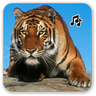 Tiger sounds icono