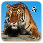 Tiger sounds icon