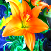 Lily Wallpapers