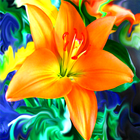 Lily Wallpapers آئیکن