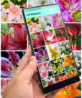 Lily Wallpapers اسکرین شاٹ 3