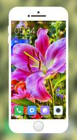 Lily Wallpapers پوسٹر