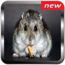 Hamster Wallpaper APK