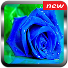 Rose Wallpapers simgesi