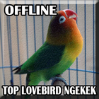 Suara Burung Lovebird Ngekek Panjang mp3 ikona