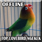 Suara Burung Lovebird Ngekek Panjang mp3 ikon
