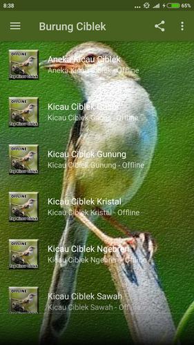 Suara Burung Ciblek Gacor Offline For Android Apk Download