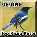 Kicau Burung Kacer Gacor Juara APK