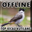 Suara Burung Kutilang Gacor Offline