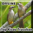 Suara Burung Trucukan Gacor Offline icon