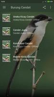 Suara Burung Cendet Mp3 Offline Screenshot 1