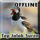 Suara Burung Jalak Suren Gacor Mp3 APK