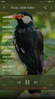 Suara Burung Jalak Suren Gacor Mp3 poster
