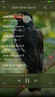 Suara Burung Jalak Suren Gacor Mp3 screenshot 2